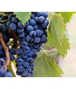 Dehner Gourmet Garten Tafeltraube 'Muscat Blue' -Ecopotos Geschaft 7779101 PR DE 002 VitisWeintraubenMuscatBleuPixabay