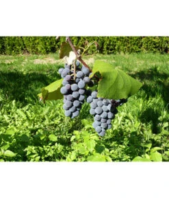 Dehner Gourmet Garten Tafeltraube 'Muscat Blue' -Ecopotos Geschaft 7779101 WE DE 002 WeintraubeBlauerMuskatellerPixabay