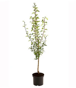 Birnen-Duo 'Williams Christ/Vereinsdechant' 5 Birnen-Duo 'Williams Christ/Vereinsdechant' -Ecopotos Geschaft 7780778 PR FS 001 BirnenDuoWilliamsChristVereinsdechant95LiterDehnerExpressHerzig