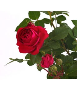 ADR-Rosen 16 ADR-Rosen -Ecopotos Geschaft 7800055 PR DE 001 RosenInSortenHuckfeldt4LiterFlowercircusBeetroseDehnerExpressHerzig