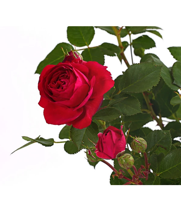 ADR-Rosen 5 ADR-Rosen – Bild 3