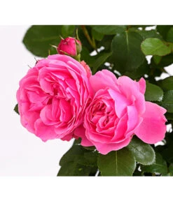 ADR-Rosen 21 ADR-Rosen -Ecopotos Geschaft 7800055 PR DE 001 RosenInSortenHuckfeldt4LiterLeonardoDaVinciBeetroseDehnerExpressHerzig