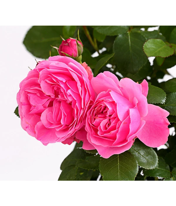 ADR-Rosen 10 ADR-Rosen – Bild 8