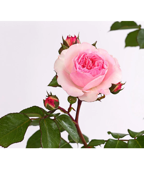 ADR-Rosen 12 ADR-Rosen – Bild 10