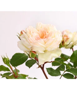 ADR-Rosen 19 ADR-Rosen -Ecopotos Geschaft 7800055 PR DE 001 RosenInSortenHuckfeldt4LiterStephanieBaroninZuGuttenbergBeetroseDehnerExpressHerzig