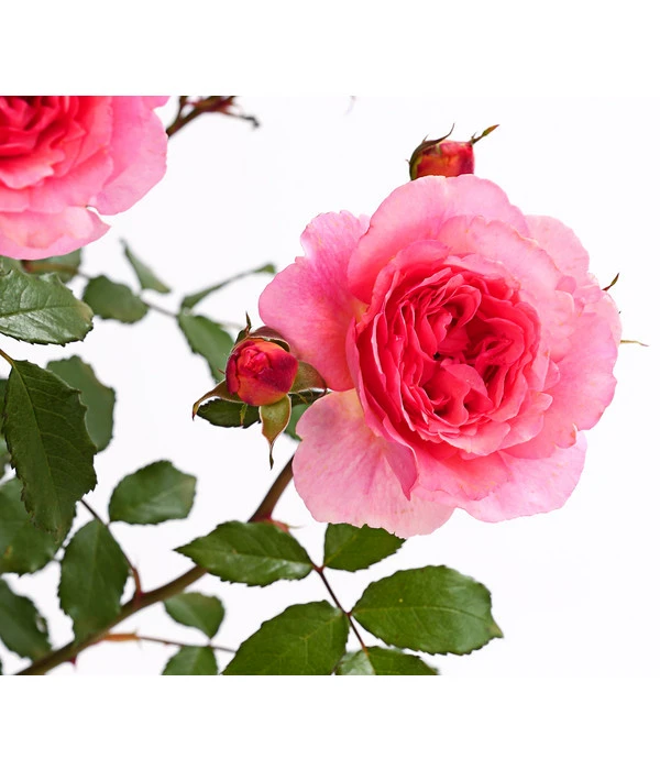 ADR-Rosen 14 ADR-Rosen – Bild 12