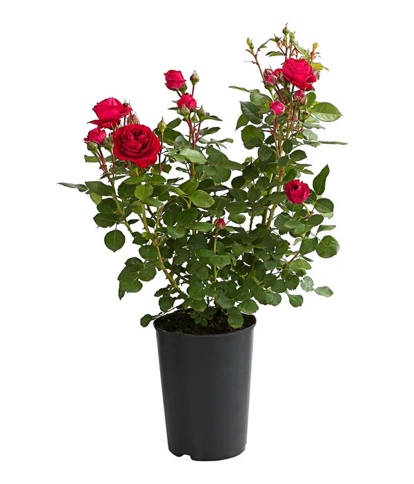 ADR-Rosen 4 ADR-Rosen – Bild 2