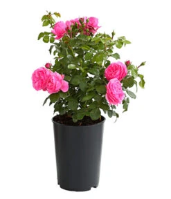 ADR-Rosen 20 ADR-Rosen -Ecopotos Geschaft 7800055 PR FS 001 RosenInSortenHuckfeldt4LiterLeonardoDaVinciBeetroseDehnerExpressHerzig