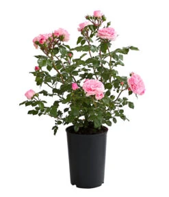 ADR-Rosen 22 ADR-Rosen -Ecopotos Geschaft 7800055 PR FS 001 RosenInSortenHuckfeldt4LiterMariatheresiaBeetroseDehnerExpressHerzig