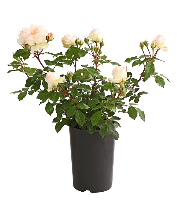 ADR-Rosen 7 ADR-Rosen – Bild 5