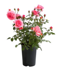 ADR-Rosen 24 ADR-Rosen -Ecopotos Geschaft 7800055 PR FS 001 RosenInSortenHuckfeldt4LiterVaneroBeetroseDehnerExpressHerzig