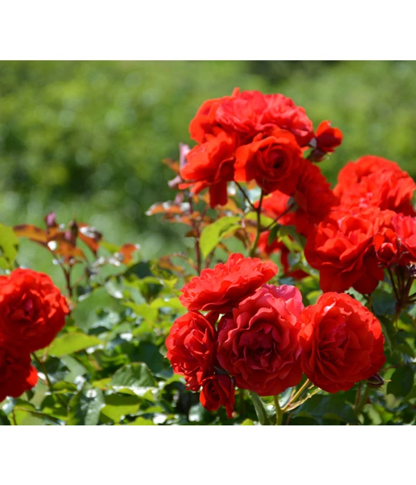 ADR-Rosen 3 ADR-Rosen