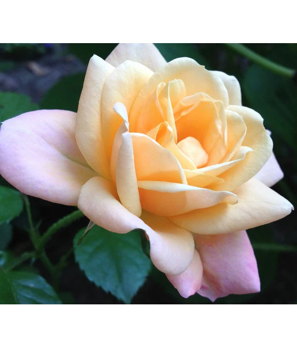 ADR-Rosen 6 ADR-Rosen – Bild 4