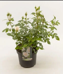 Duftrosen, Verschiedene Sorten -Ecopotos Geschaft 7800782 PR FS 003 LionsRoseDuftroseInSorten5LEPS