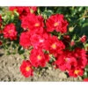 Bodendeckerrose 'Matador®' -Ecopotos Geschaft 7803067 WE DE 002 BodendeckerRoseMatadorTantauRotRet