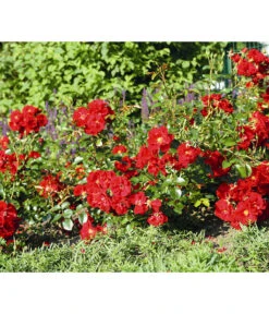 Bodendeckerrose 'Matador®' 7 Bodendeckerrose 'Matador®' -Ecopotos Geschaft 7803067 WE DE 003 BodendeckerRoseMatadorTantauRotRet