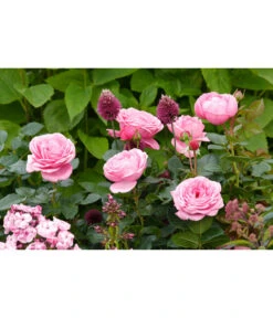 Edelrose 'Desirée®' -Ecopotos Geschaft 7803810 PR MO 001 EdelroseDesiree4LRosenTantau
