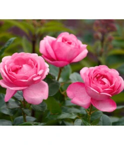Edelrose 'Desirée®'