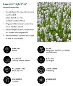 Lavendel-Set Lavendel-Vielfalt, 4-teilig -Ecopotos Geschaft 7805781 WE IG 001 LavendelLightPinkAngustifoliaLightPinkLuckner