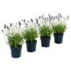 Dehners Bienen-Lavendel, 4er-Set 1 Dehners Bienen-Lavendel, 4er-Set -Ecopotos Geschaft 7805799 WE FS 001 LavendelpaketBieneBienenlavendelLavandula4PflanzenT12