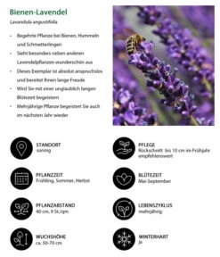 Lavendel-Set Lavendel-Vielfalt, 4-teilig -Ecopotos Geschaft 7805799 WE IG 001 BienenLavendel