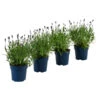 Schmetterlings-Lavendel 'Royal Blue', 4er-Set 1 Schmetterlings-Lavendel 'Royal Blue', 4er-Set -Ecopotos Geschaft 7805807 WE FS 001 LavendelpaketLavandulaSchmetterlingslavendel4PflanzenT12