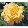 Edelrose 'Gloria Dei®' -Ecopotos Geschaft 7808454 PR DE 001 EdelroseGloriaDeiGelbTantau