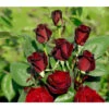 Edelrose 'Barkarole®' -Ecopotos Geschaft 7816499 BildFS 001 EdelroseBarkaroleBarkarole