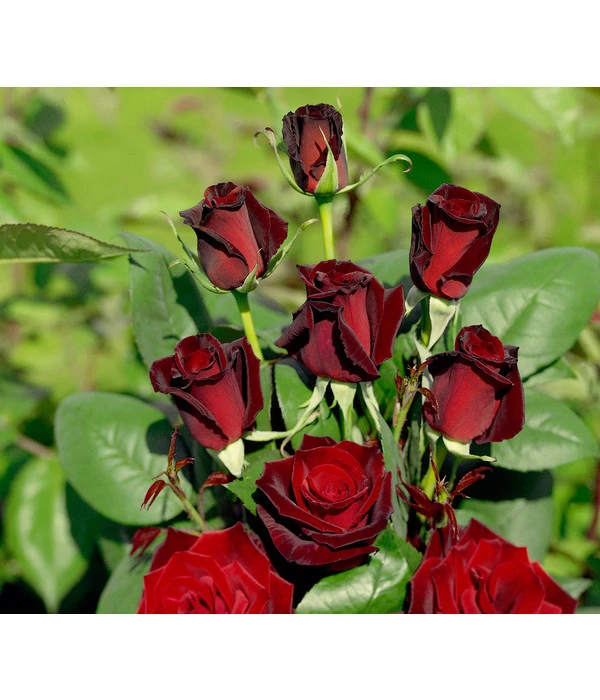 Edelrose 'Barkarole®' 3 Edelrose 'Barkarole®'