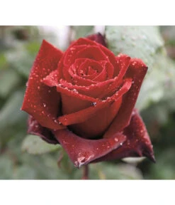 Edelrose 'Barkarole®' 8 Edelrose 'Barkarole®' -Ecopotos Geschaft 7816499 PR DE 002 EdelroseBarkaroleTantau