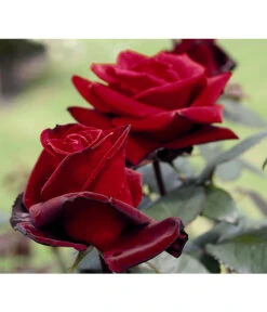 Edelrose 'Barkarole®' 9 Edelrose 'Barkarole®' -Ecopotos Geschaft 7816499 PR DE 003 EdelroseBarkaroleTantau