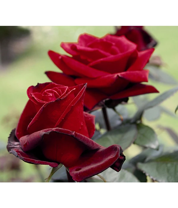 Edelrose 'Barkarole®' 6 Edelrose 'Barkarole®' – Bild 4