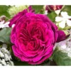 Nostalgie-Edelrose 'Deep Secret' -Ecopotos Geschaft 7826902 WE DE 001 RosaRoseDeepSecret6LRosenTantau