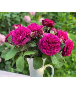 Nostalgie-Edelrose 'Deep Secret' -Ecopotos Geschaft 7826902 WE MO 001 RosaRoseDeepSecret6LRosenTantau