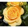 Edelrose 'Candlelight®' -Ecopotos Geschaft 7827215 PR DE 001 EdelroseCandlelightTantau
