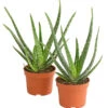 Echte Aloe-Set - Aloe Vera -Ecopotos Geschaft 7976236 WE FS 001 AloeVera2erSet2JahreT10DehnerExpressHerzig