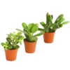 Geldbaum-Set - Crassula, Verschiedene Sorten, 3-teilig -Ecopotos Geschaft 7976319 WE FS 001 GeldbaumCrassula3erMixT5DehnerExpressHerzig