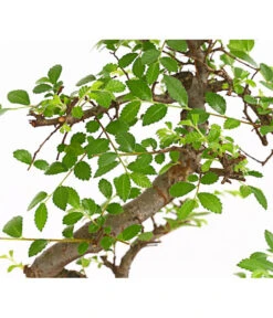 Bonsai Chinesische Ulme - Ulmus Parviflora, 8 Jahre 7 Bonsai Chinesische Ulme - Ulmus Parviflora, 8 Jahre -Ecopotos Geschaft 7976988 WE DE 001 BonsaiChinesischeUlmeUlmusParviflora8JahreDehnerExpressHerzig2