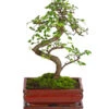 Bonsai Chinesische Ulme - Ulmus Parviflora, 8 Jahre -Ecopotos Geschaft 7976988 WE FS 001 BonsaiChinesischeUlmeUlmusParviflora8JahreDehnerExpressHerzig2