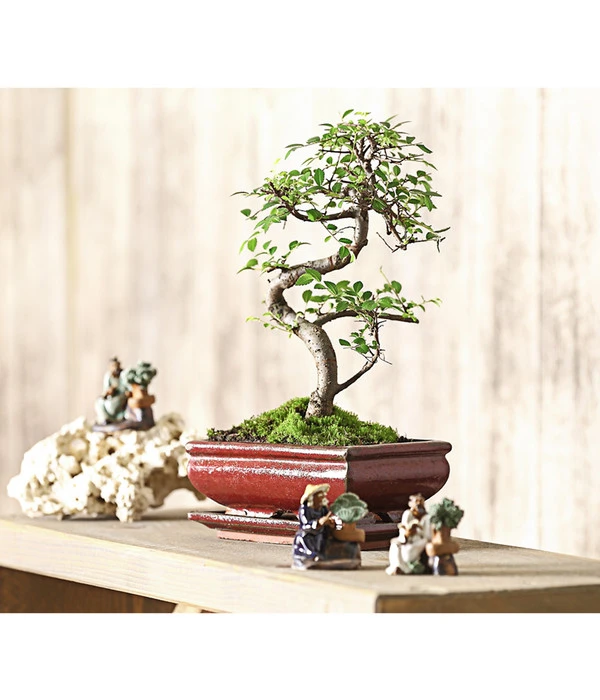 Bonsai Chinesische Ulme - Ulmus Parviflora, 8 Jahre 4 Bonsai Chinesische Ulme - Ulmus Parviflora, 8 Jahre – Bild 2