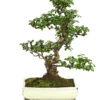 Bonsai Fukientee - Carmona Microphylla, 12-15 Jahre -Ecopotos Geschaft 7976996 WE FS 001 BonsaiFukienteeCarmonaMicrophyllaBis15JahreDehnerExpressHerzig3