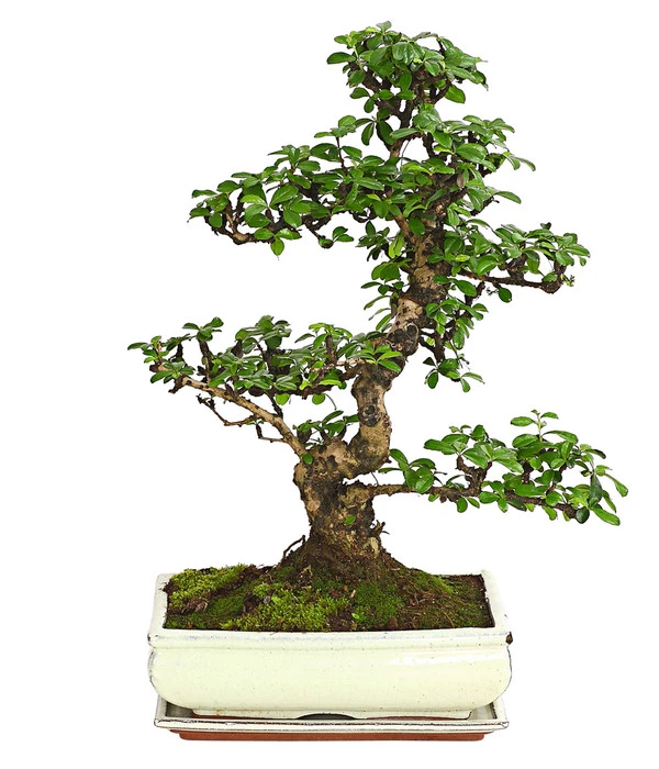 Bonsai Fukientee - Carmona Microphylla, 12-15 Jahre 3 Bonsai Fukientee - Carmona Microphylla, 12-15 Jahre