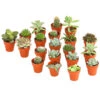 Mini Kakteen- & Sukkulenten-Set, Verschiedene Sorten, 20-teilig -Ecopotos Geschaft 7977358 WE FS 001 MiniKakteenUndSukkulenten20erMixDehnerExpressHerzig
