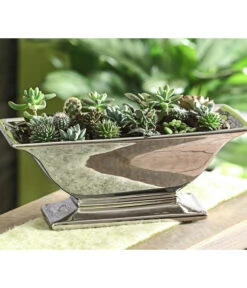 Ecopotos Geschaft -Ecopotos Geschaft 7977358 WE MO 005 MiniKakteenUndSukkulenten20erMix