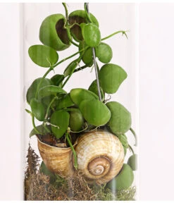 Schneckenhauspflanze Im Glas - Dischidia Pectinoides 'Snaily' -Ecopotos Geschaft 7977796 PR DE 001 SnailyDischidiaPectenoidesSchneckenhauspflanzeImAcrylglasDehnerExpressHerzig