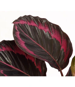Korbmarante - Calathea 'Dottie' 7 Korbmarante - Calathea 'Dottie' -Ecopotos Geschaft 7977879 PR DE 001 CalatheaDotiKorbmarantheT14StreckeDehnerExpressHerzig
