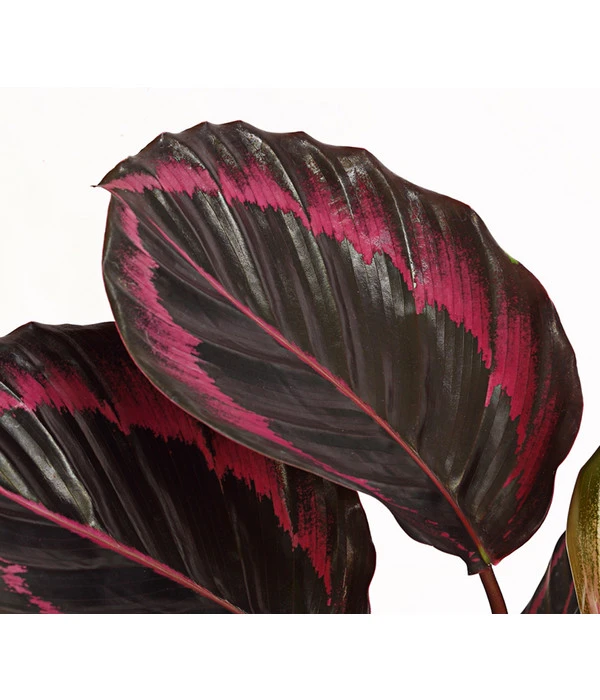 Korbmarante - Calathea 'Dottie' 5 Korbmarante - Calathea 'Dottie' – Bild 3