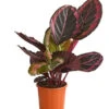 Korbmarante - Calathea 'Dottie' -Ecopotos Geschaft 7977879 PR FS 001 CalatheaDotiKorbmarantheT14StreckeDehnerExpressHerzig