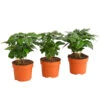 Kaffeepflanze - Coffea Arabica, 3er-Set -Ecopotos Geschaft 7977911 PR FS 001 CoffeaArabicaKaffeepflanze3erSetT12StreckeDehnerExpressHerzig