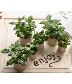 Kaffeepflanze - Coffea Arabica, 3er-Set -Ecopotos Geschaft 7977911 WE MO 001 CoffeaArabicaT5 5 GC14 2022 1